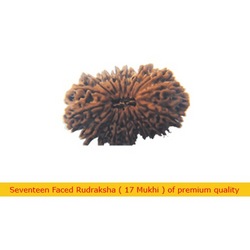 Manufacturers Exporters and Wholesale Suppliers of Seventeen Faced Rudraksha Faridabad Haryana